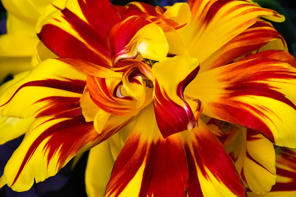 Gregg's Tulip-2.jpg