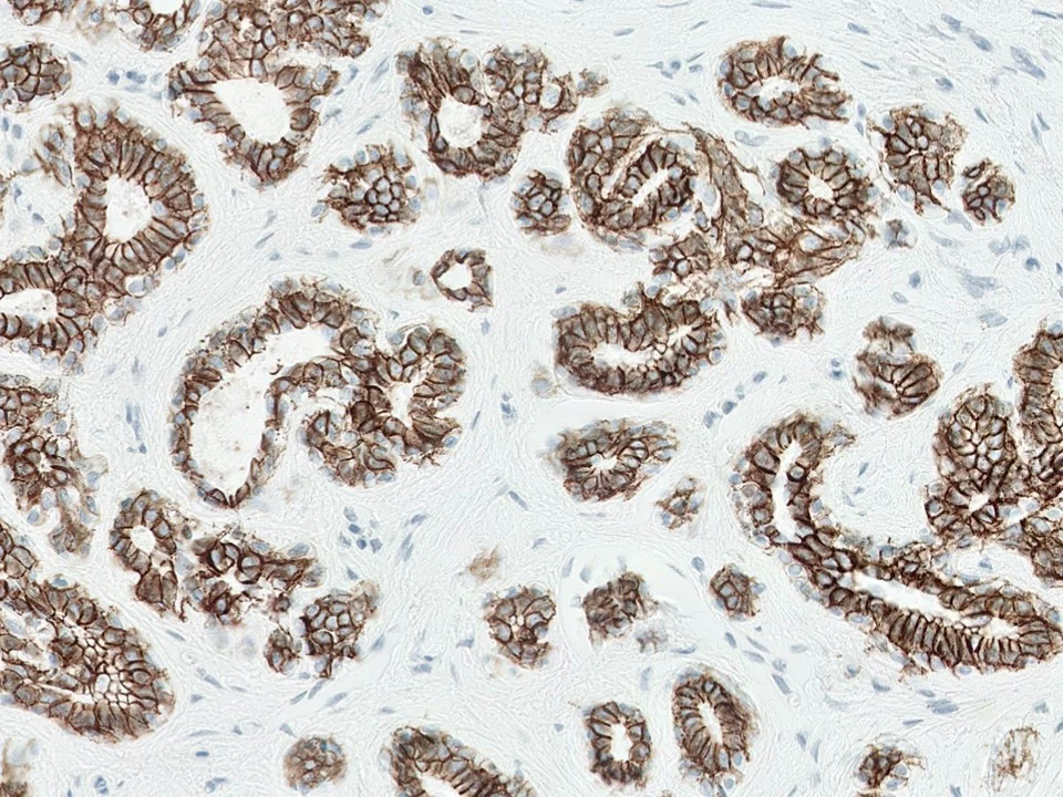 IHC icon.jpg