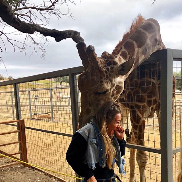 Welp today... my dreams I didn&rsquo;t even know I had came true.🤷🏼&zwj;♀️🤣
I got nuzzled by a giraffe @a_giraffe_named_stanley 🙏🏻🦒 ⠀⠀⠀⠀⠀⠀⠀⠀
&amp; drank wine on a Jeep safari with 3 of my besties. 🙏🏻 ⠀⠀⠀⠀⠀⠀⠀⠀⠀
10/10 recommend @malibusafari le