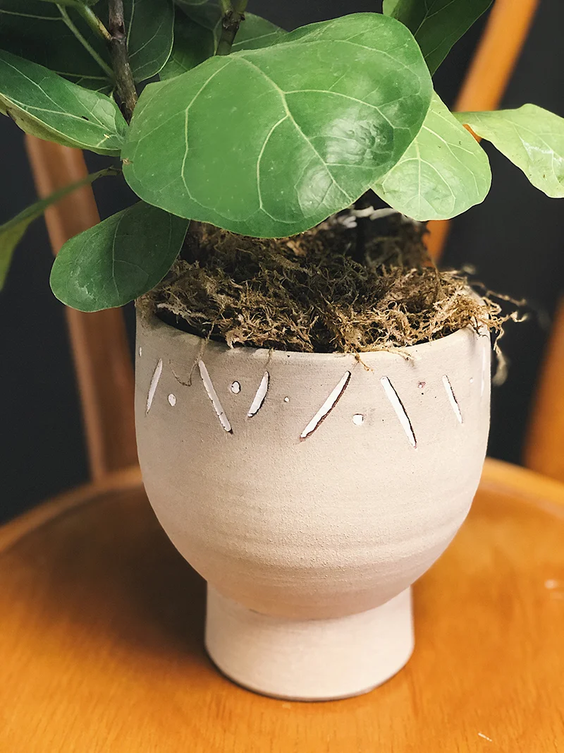 morristown+nj+plant+delivery+colly+flowers+fiddle+leaf+fig.jpg