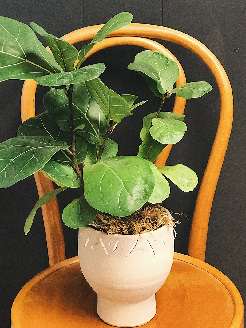 morristown+nj+plant+delivery+colly+flowers+fiddle+leaf+fig+3.jpg