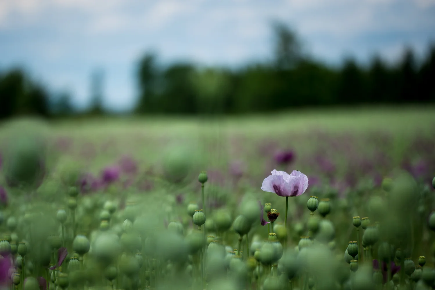 0366_AUN_6719.jpg
