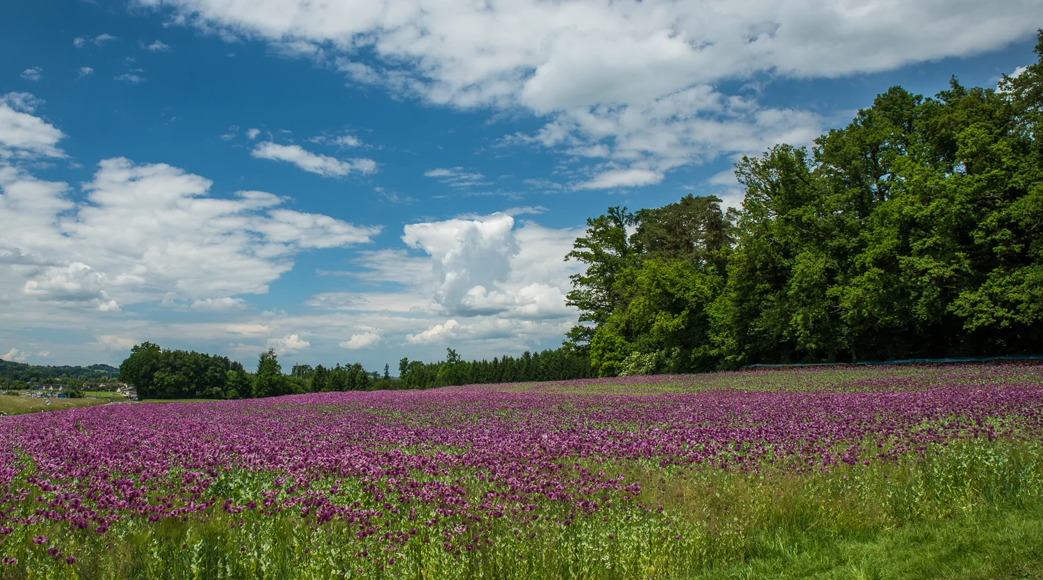 0363_AUN_5929.jpg