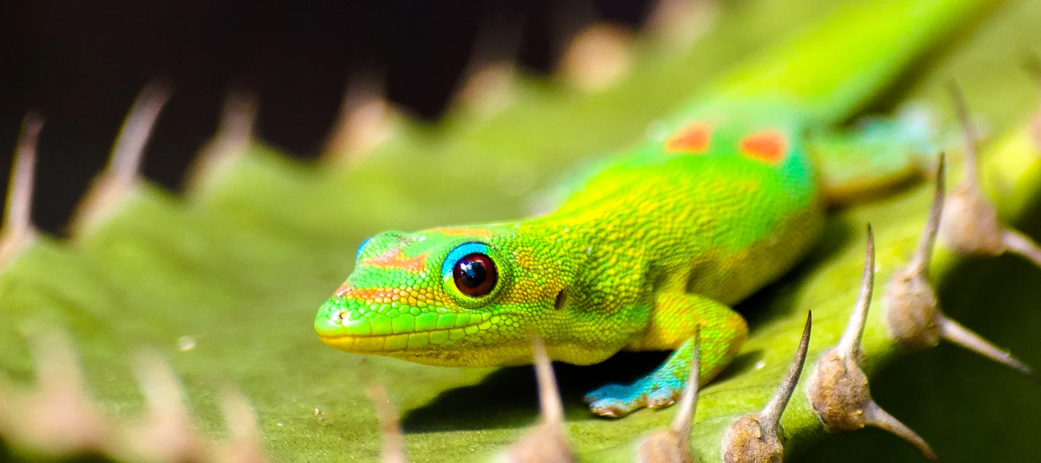 Gecko botanischer Garten St.Gallen