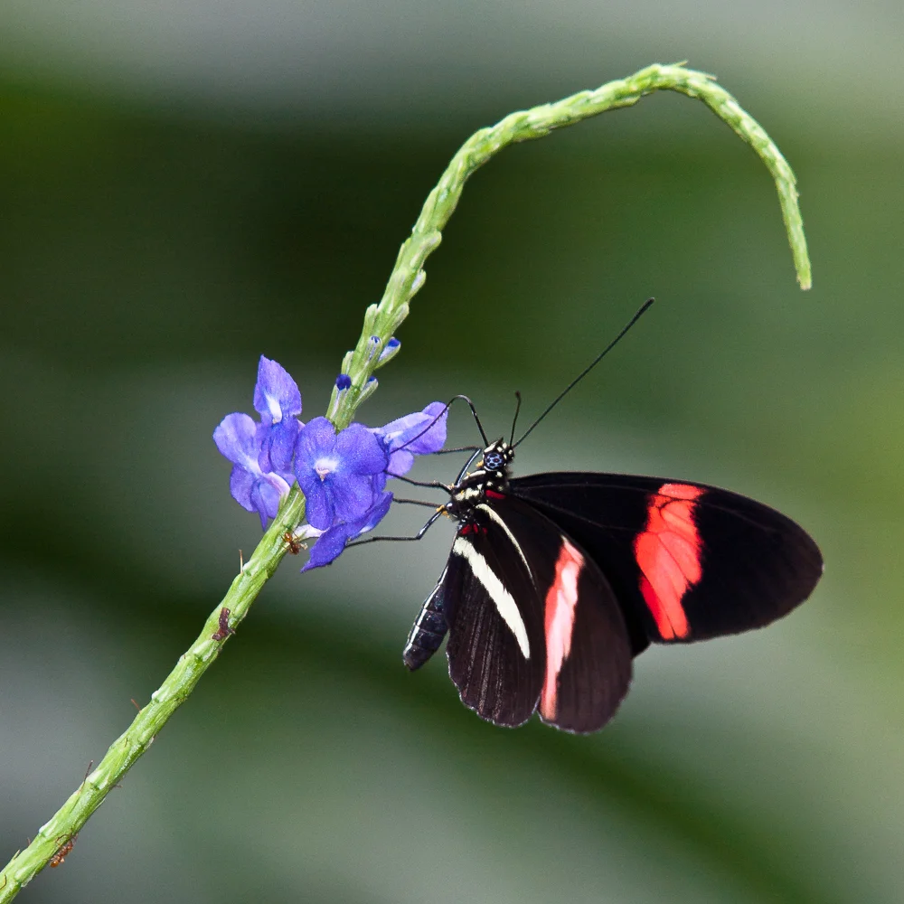 Mainau