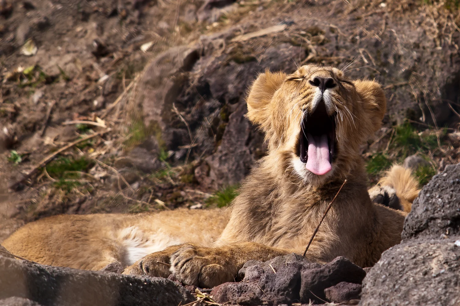 Zoo Zuerich