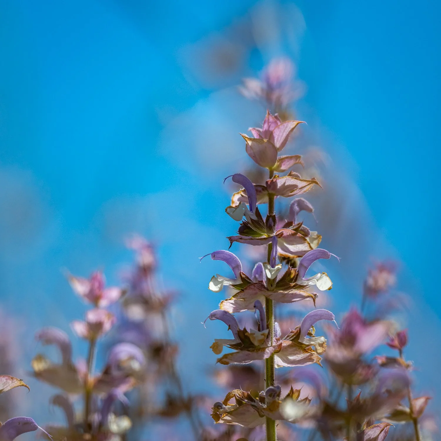 017_KAU_5034.jpg