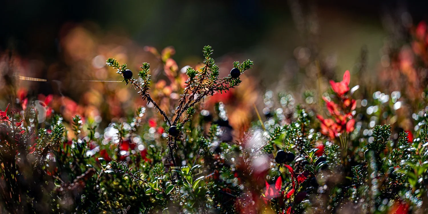 044_KAU_9913.jpg