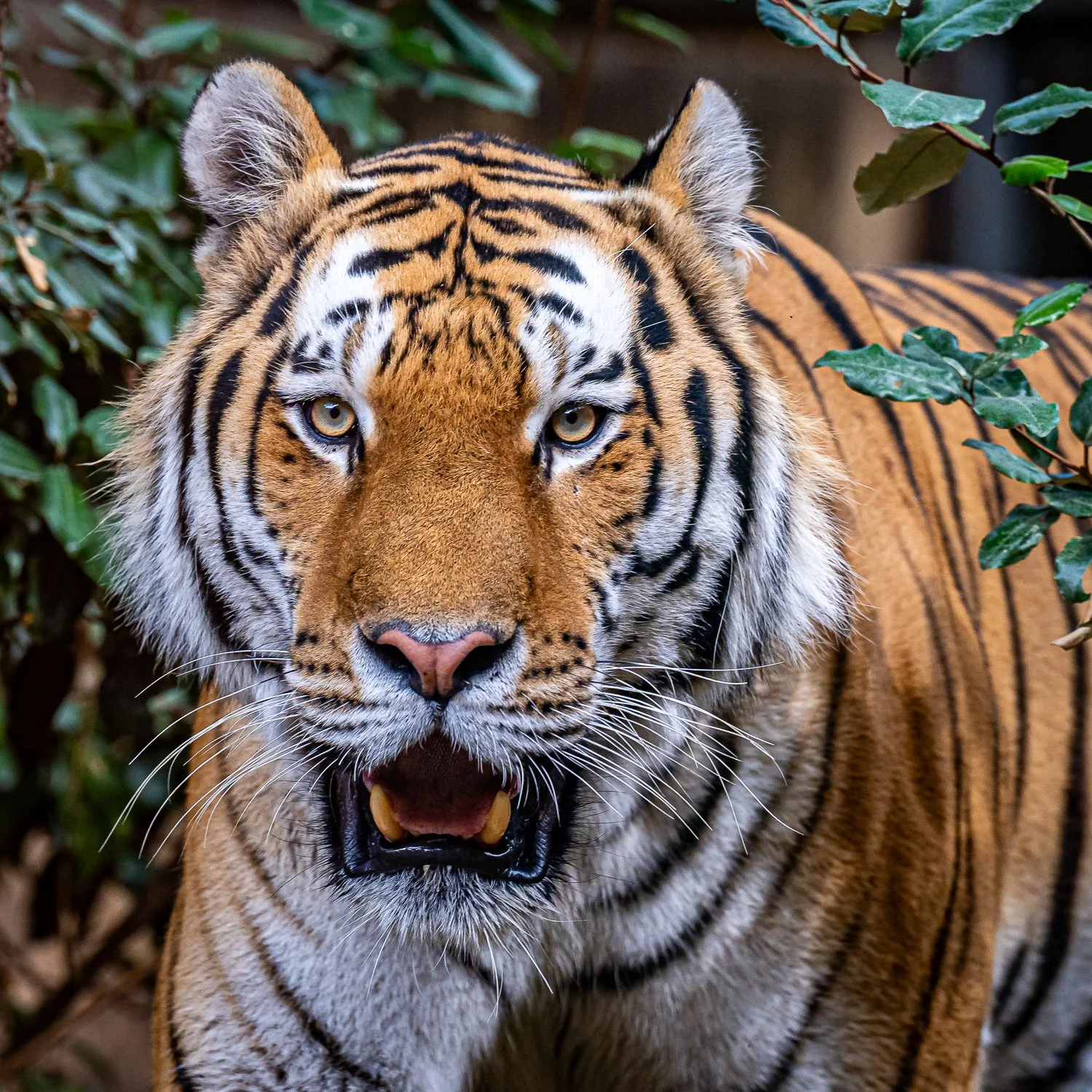 Fotokurs Zürich, Fotokurs Winterthur, Smartphone Fotokurse, Zoofotografie, Tiere im Zoo, photojunger.com
