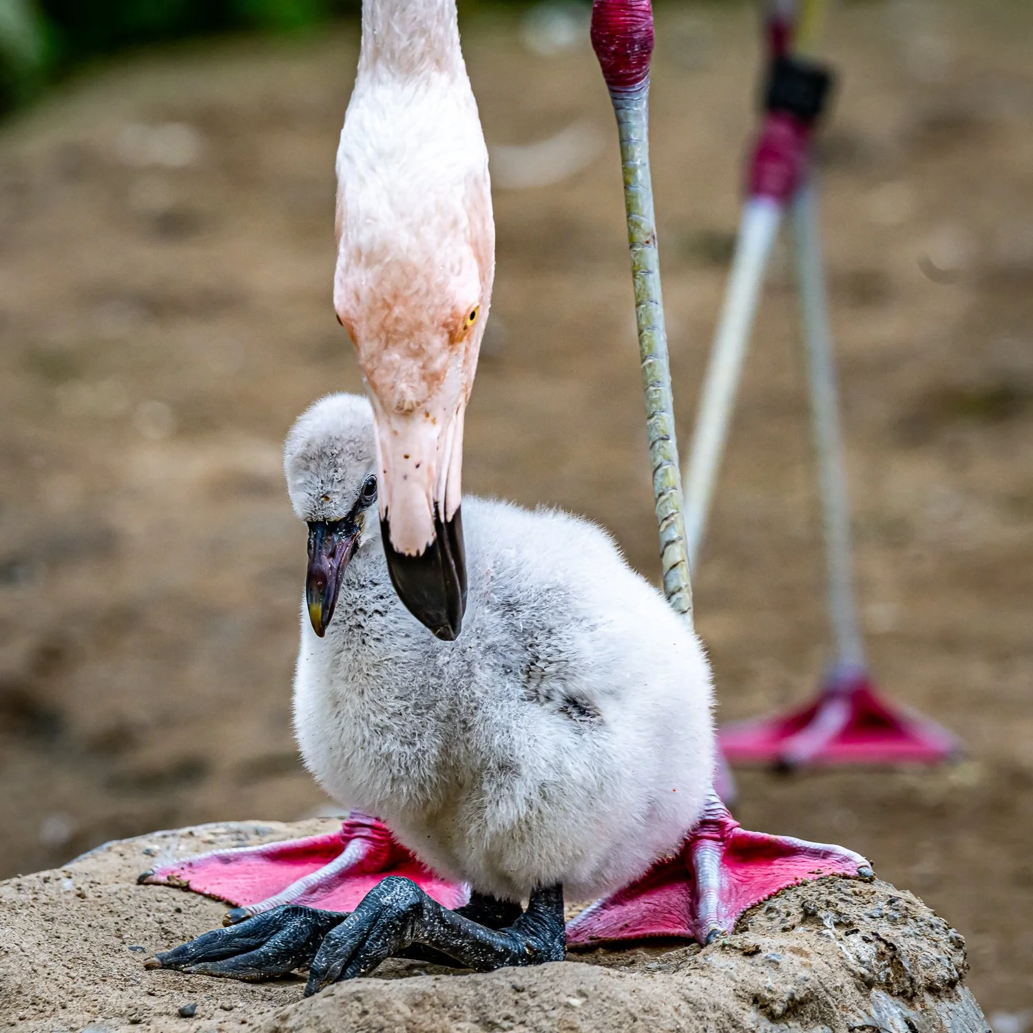 Schneeleopard, Smartphone Fotokurs, Winterthur, Makro Fotokurs, Zoo Fotografie, Fotokurs, Winterthur, photo-unger.com