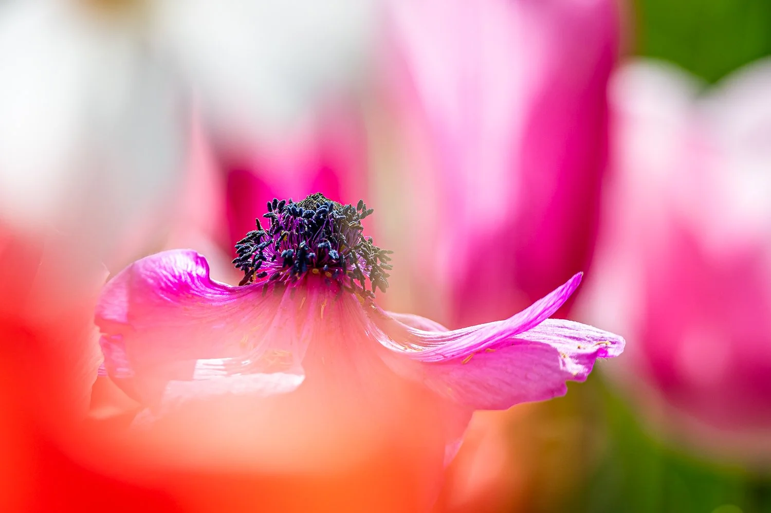 Insel Mainau, Makrofotografie,  Makrofoto, Makro Fotokurs, Smartphone Fotokurs, Handkurs, Fotokurs, Winterthur, photo-unger.com