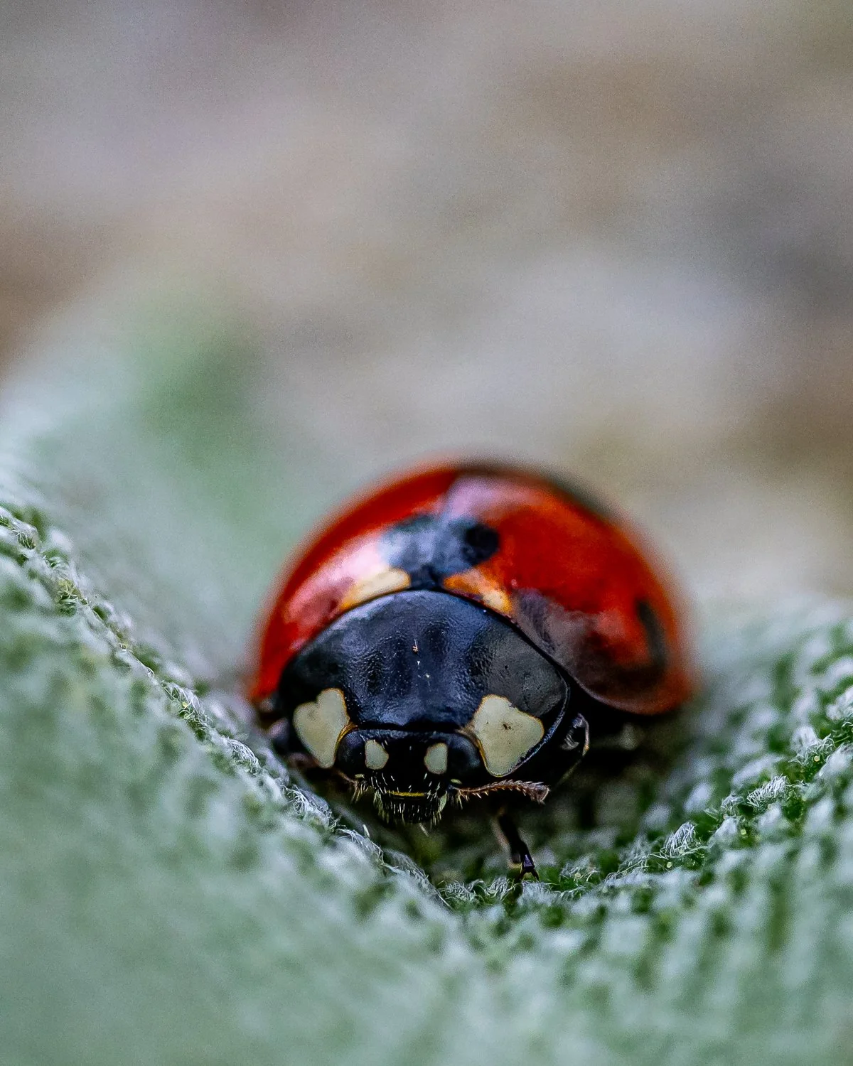 Glückskäfer, Makrofotografie,  Fotokurs, Winterthur, photo-unger.com