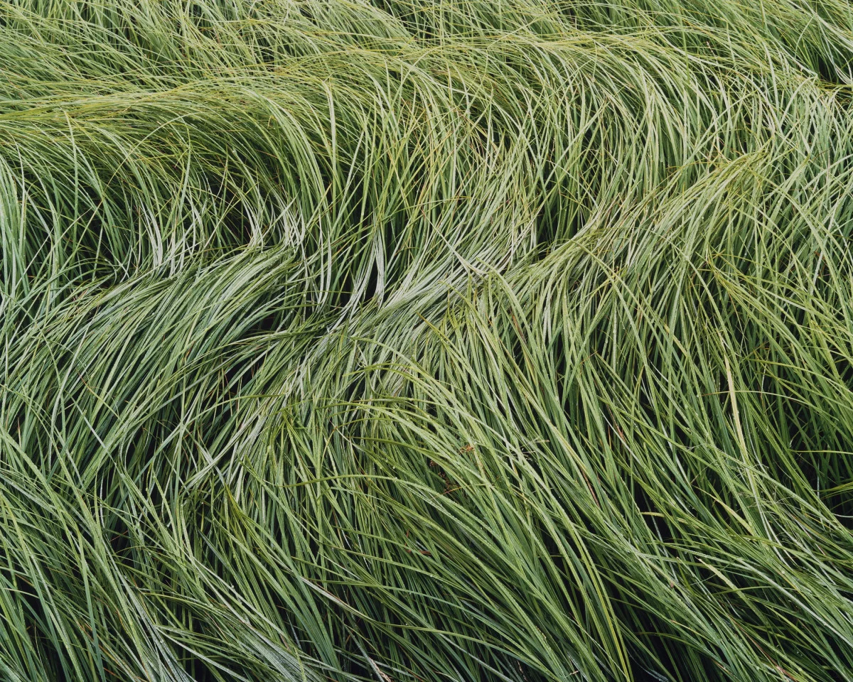 "Storm Tossed Grasses"