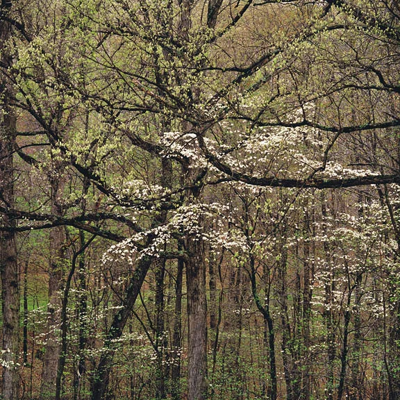 "Deep Forest & White Dogwoods"