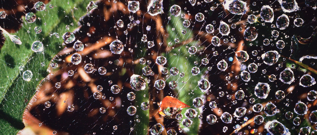 "Raindrop Wonder"