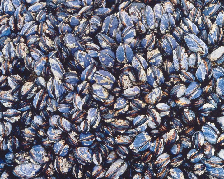 "Mussel Colony"