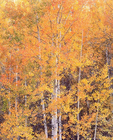 "Crystal River Aspens"