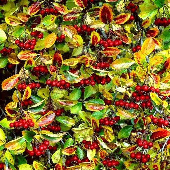 "Crimson Hawthorn Berries"