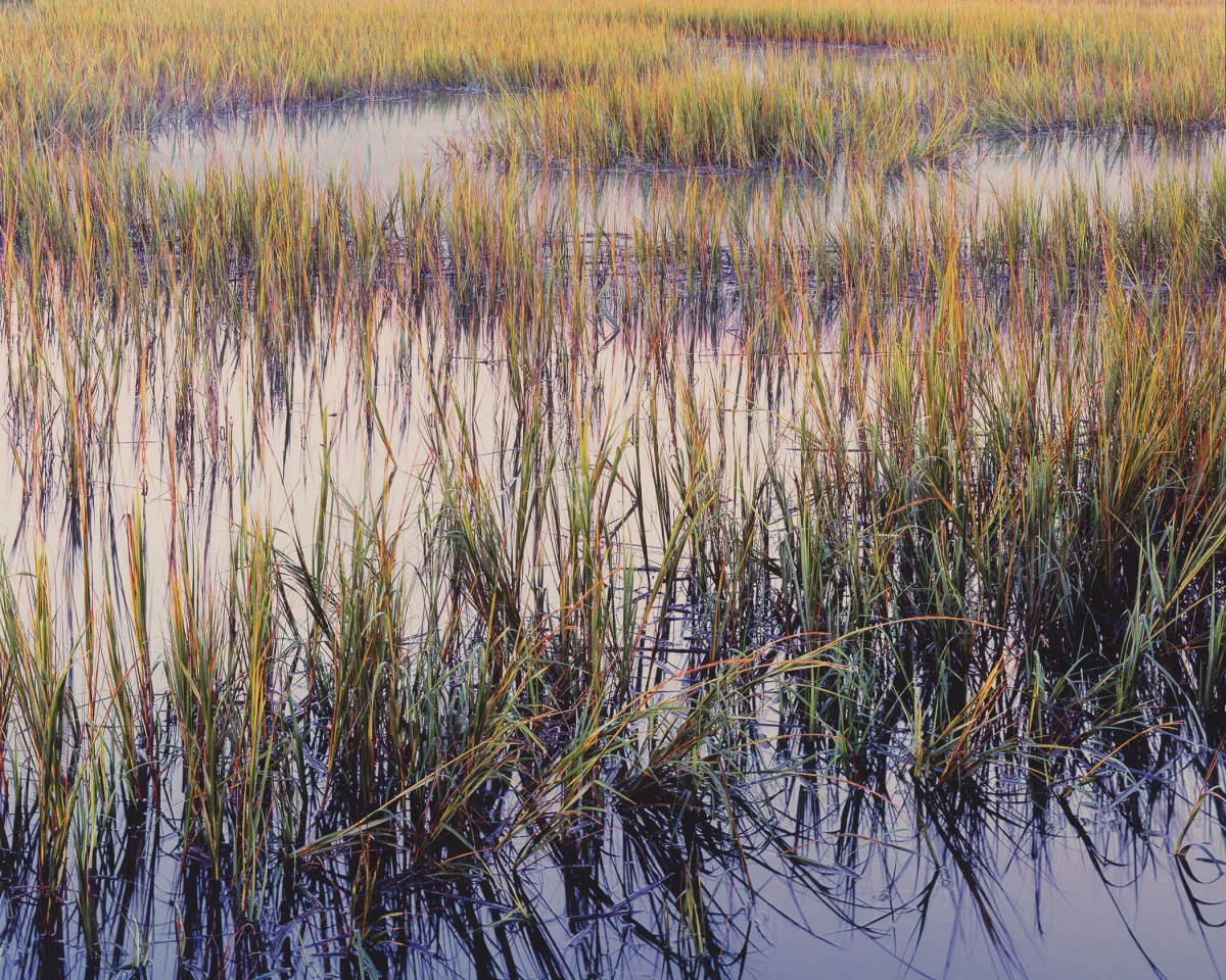 "Marsh Grasses Evening Light"
