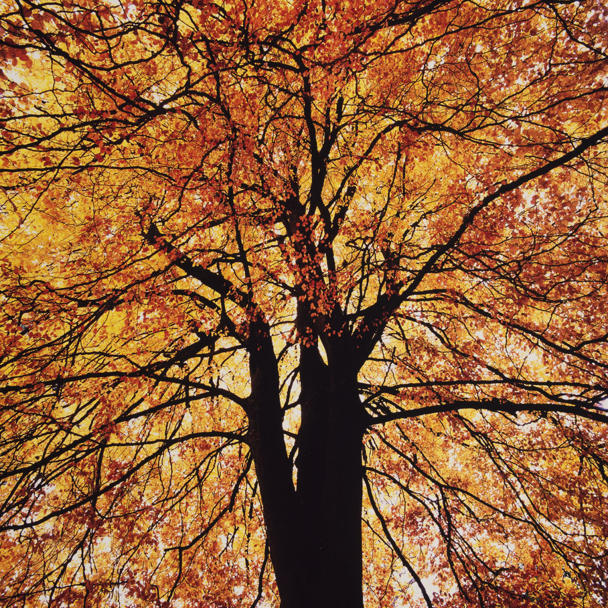 "Hoshi Red Tree"