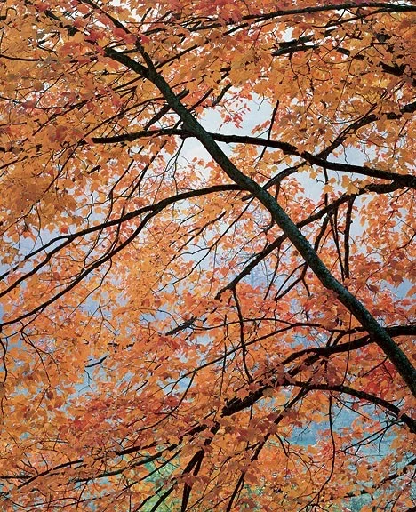 "Churchyard Maple"