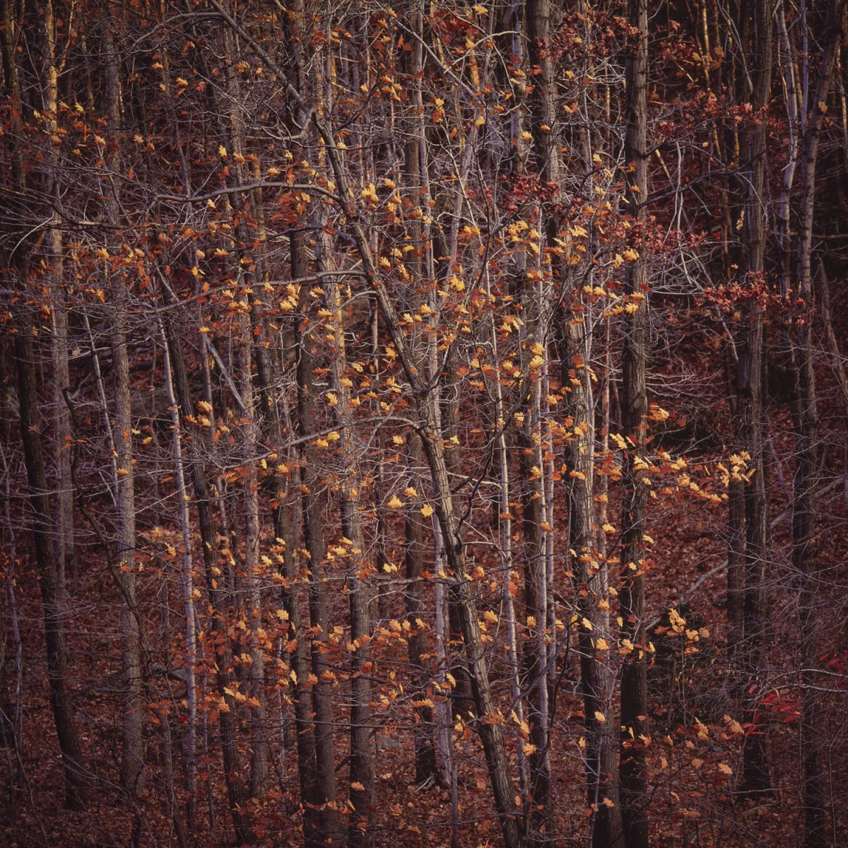 "Deep Sunset Oaks"