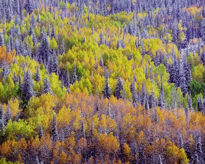 "Chromatic Aspen & Spruce, Mountainside"