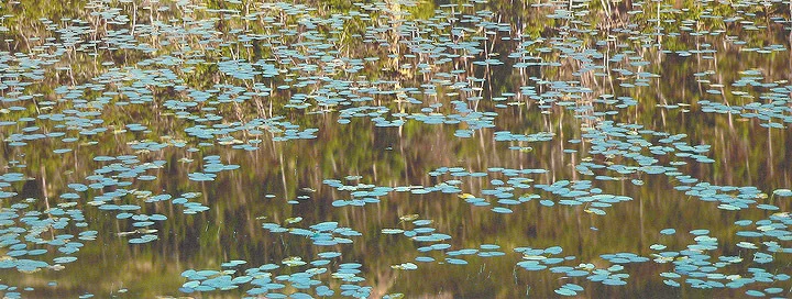 "Morning Reflections"