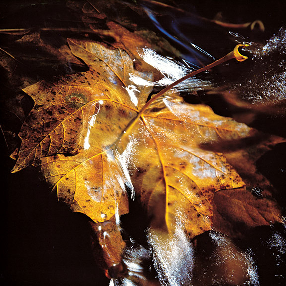 "Maple Leaf and Sunlight"