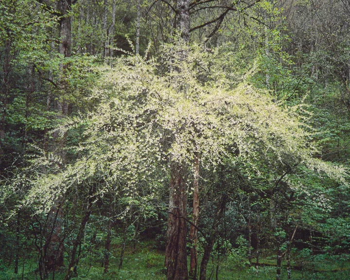 "Mountain Silverbell"