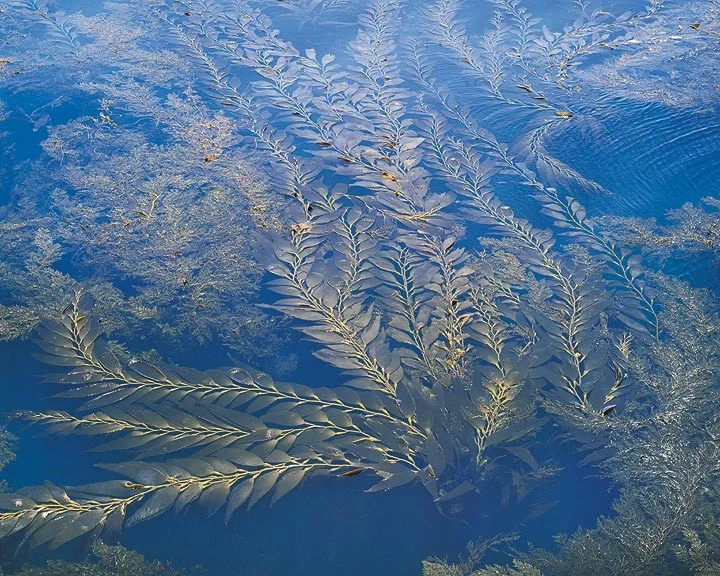 "Kelp and Sea"