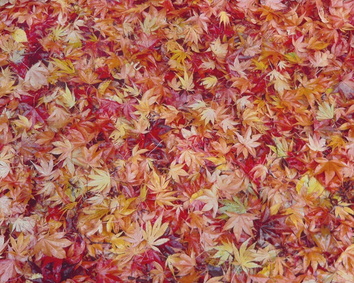"Maple Leaf Collage"