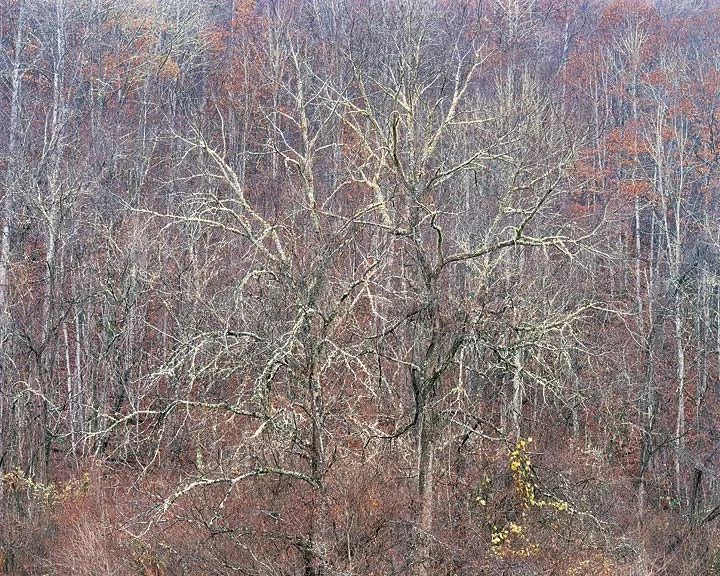 "Black Walnut Trees and Rain"