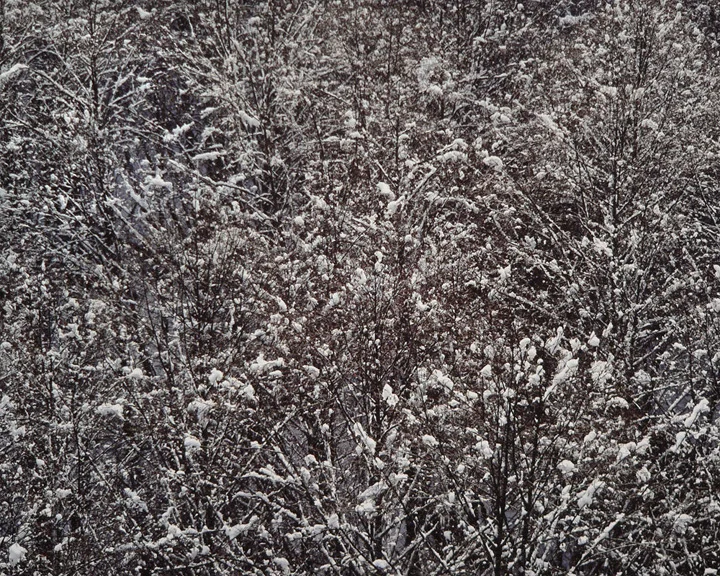 "Jackson's Alders"