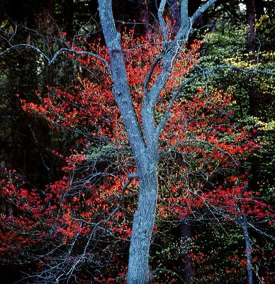 "Blue Trunk & Red Dogwoods"