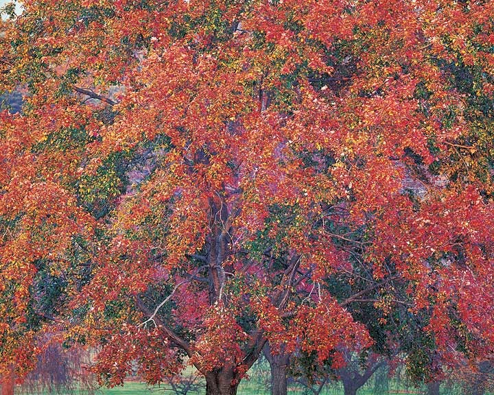 "Luxuriant Red Maple"