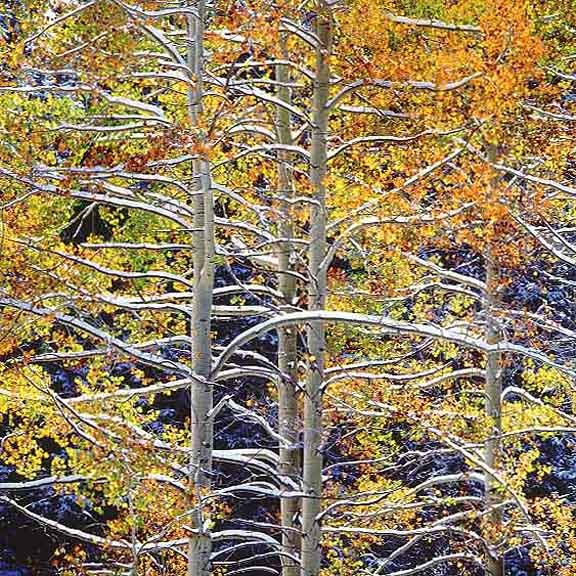 "Luminous Aspens with Snowy Branches"
