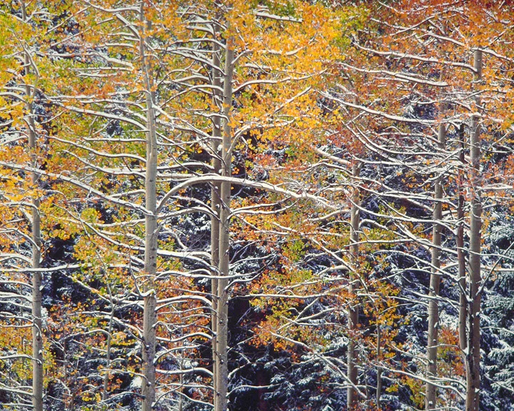 "Snowy Aspen Branches"
