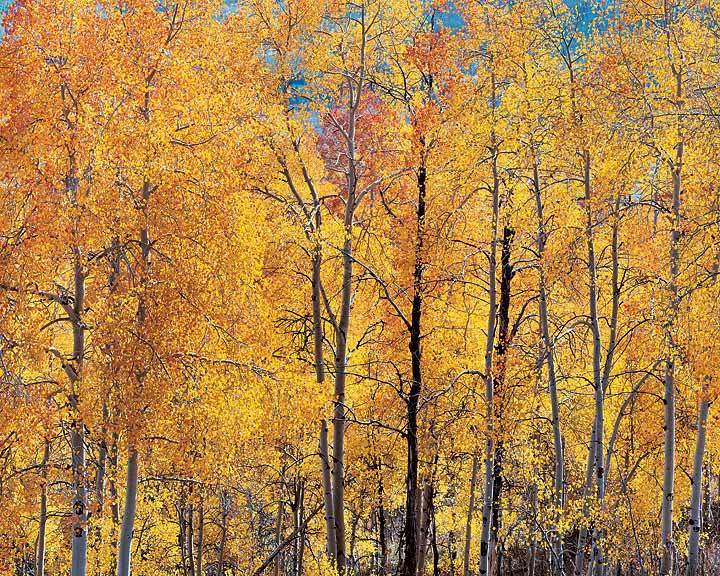 "Orange Aspens and Sunlight"