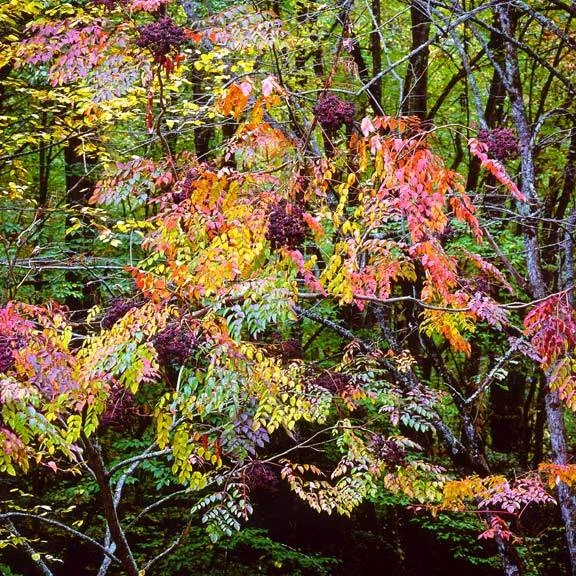 "Pastel Aralia"