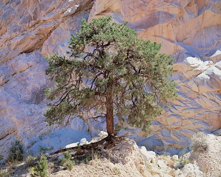 "Pinyon Pine and Desert Wall"