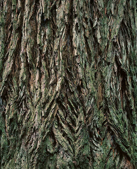 "Old Growth Redwood Trunk"