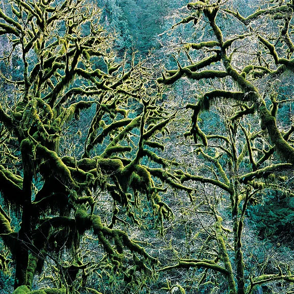 "Old Growth Coastal Forest"