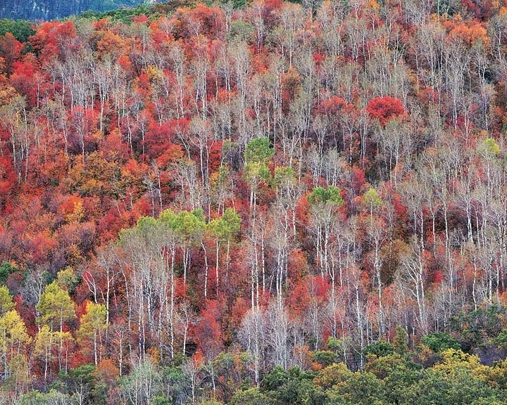 "Mountainside, Red Oak, and Aspen"