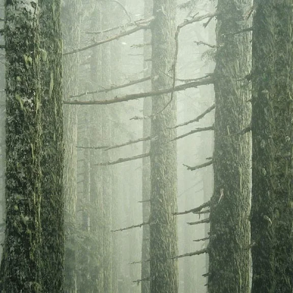 "Mountain Firs and Fog"