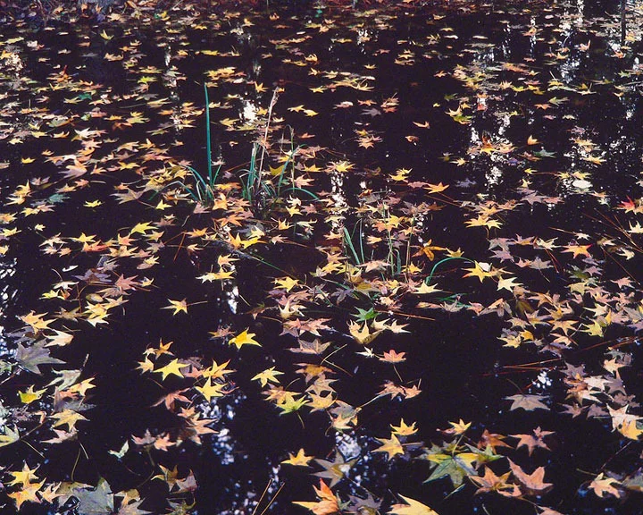 "Floating Stars"
