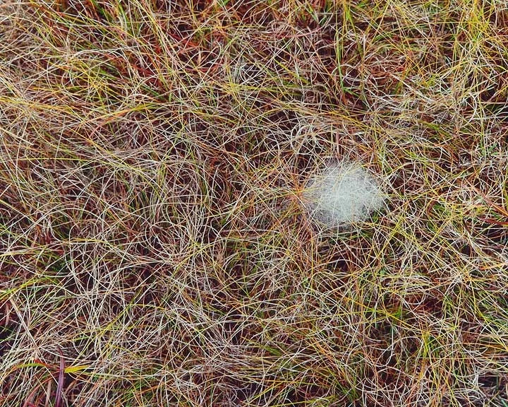 "Scrolling Grasses"