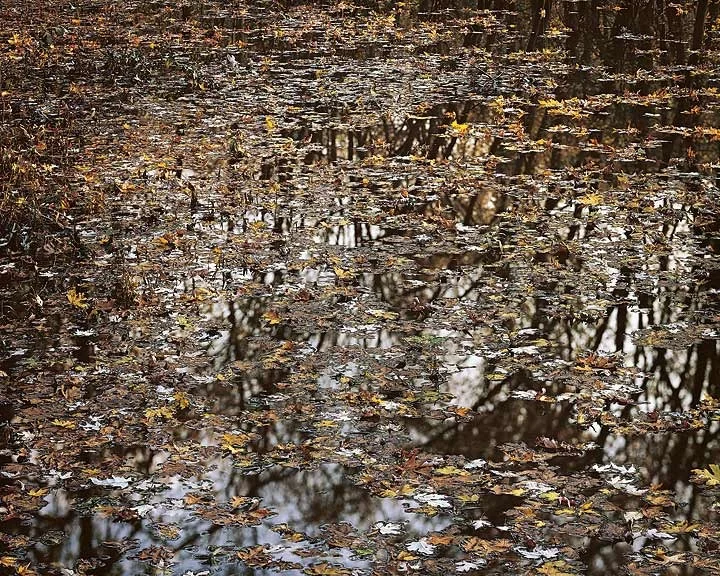 "Floating Leaves on River"