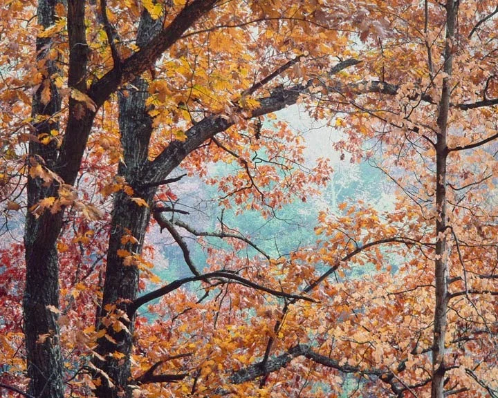 "Forest Benediction"