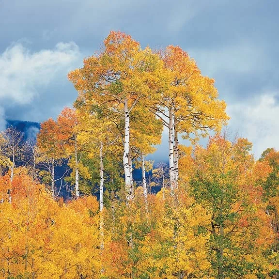 "Sheltering Aspens"